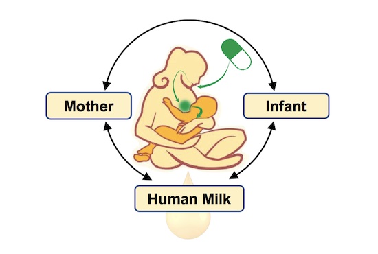 diagram of the mother-milk-infant triad